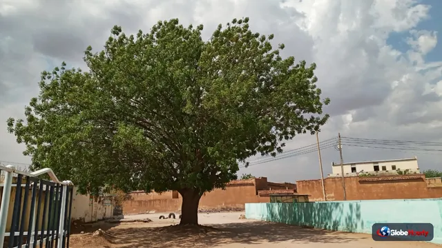 Nyala market drone strike: Sudan toll disputed from 21 to 102 as MSF reports 36 bodies and 150 wounded